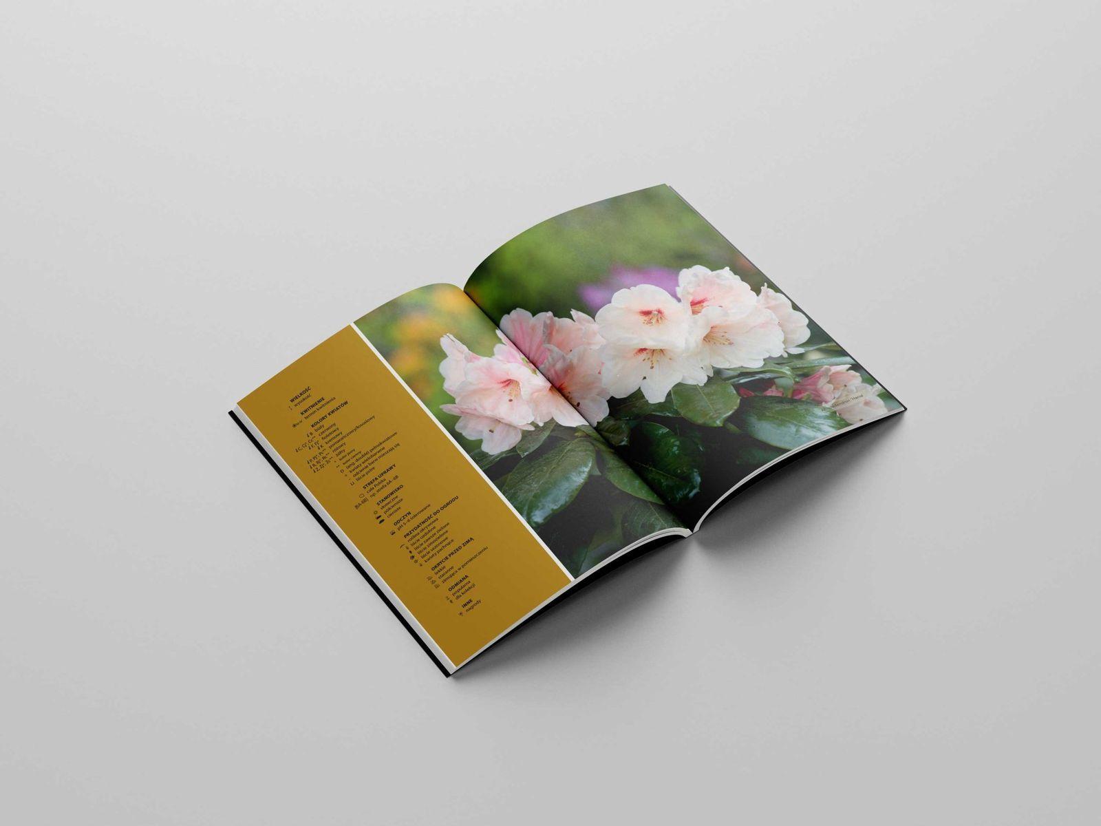 Projekt publikacji 11